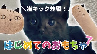 保護猫の猫キックが炸裂【はじめてのおもちゃ】