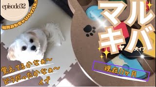 #32マルキャバ犬イブ知育おもちゃリバイバル記録更新⁈