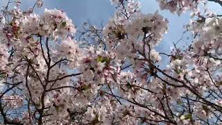 🌸桜🌸　　さいごに花びらが散ります（桜舞い散る♫）