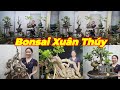 MISS XUÂN | #0967634263 | BONSAI ĐẸP SI ĐỎ HỒNG, CÓC RỪNG, LỘC VỪNG, KHẾ, NGUYỆT, CHÙM RUỘT, ME,SUNG