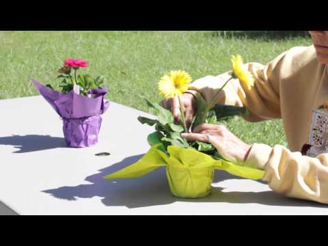 How to Promote New Buds on Gerbera Daisies : Gerbera Plant Care How to Promote New Buds on Gerbera Daisies : Gerbera Plant Care