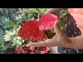 fourshiningangels aglaonema hybrid collection care and propagation online sale