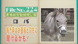 長～いお耳のロバ　似ているウマとはこんなに違いが【どうぶつZOO鑑】2024年10月18日放送