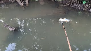 Dội Ngược Con Nước Lớn Hàng Khủng Xuất Hiện | Kích Cá Miền Tây | Catch Fish