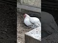 【鶏日記】元気のないシロ 砂浴びを味わ2022 03 05 鶏日記 にわとりこ にわとり hens poules poules 鶏 ニワトリ