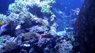 44 Dubai Mall Aquarium big Reef tank