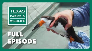 PBS Show - Saving Black Skimmers \u0026 More