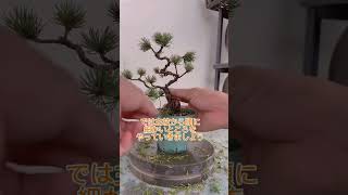 盆栽の作り方 五葉松の針金掛け #bonsai #ミニ盆栽 #初心者 #マスター