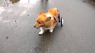 犬の車椅子　コーギー　ポンちゃんⅠ