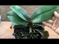 miraculously just one fruit can easily revive orchid roots and leaves