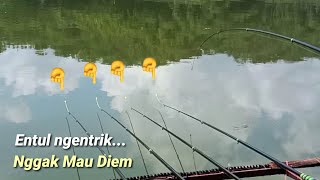 Entul Obah Ati Bungah 🔴 MANCING NILA TERBARU