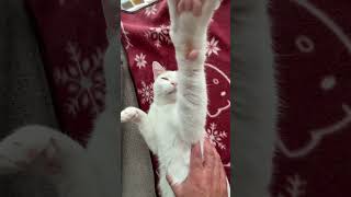 お昼寝の邪魔してみた猫#猫動画#ねことの暮らし #cat#はちわれ猫 #癒し猫