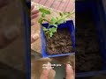 Home grown mint plants | Propagation of mint or pudina plant | Easy n Quick way to plant pudina