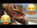 Cats with zero brain activity 5