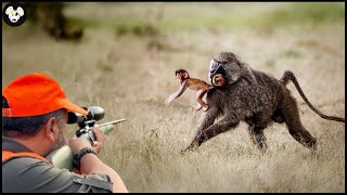 Full Video 4k : How Do Farmers Deal With Millions Of Invasive Monkeys | Wild Boar Hunting