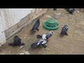 Настоящие андижанские голуби Узбекистан г. Андижан. pigeons. tauben.