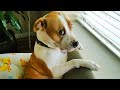 Funny DOGS and CATS videos 2024 🤣🐶 Best Funniest Animal Videos of June