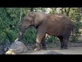 八木山動物公園 アフリカゾウ ベン 花子