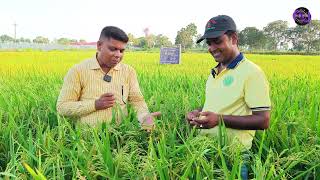 ব্রিধান ১০২। জিঙ্ক সমৃদ্ধ, চাল চিকন, ভাত সুস্বাদু, উচ্চফলনশীল বোরো জাত।  BRRI Dhan 102.