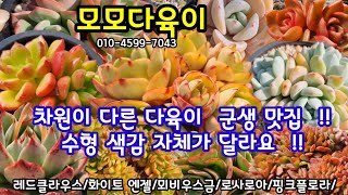 다육이 쇼핑 🛍 차원이 다른 다육이 군생 맛집 🌺색감. 수형. 사이즈. 건강세. 가격. 나무랄데가 없어요👍관리잘된 다육이😄