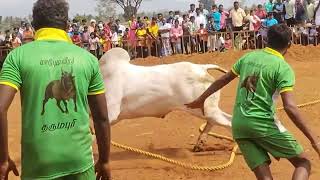 vadamadu jallikattu 2022- Jothihalli, Palacode, Dharmapuri