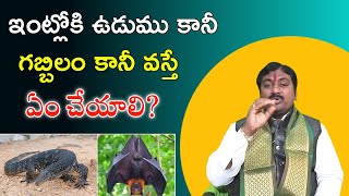 ఇంట్లోకి ఉడుము కానీ గబ్బిలం కానీ వస్తే ఏం చేయాలి ?