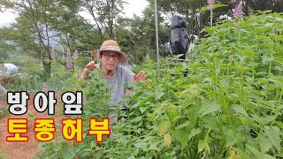 우리나라 토종 허부 방아잎 ㅣ 생약명으로  배초향ㅣ위액 분비를 촉진시켜 위벽을 보호해 주는  효능과 정유성분이 세균 억제 작용에 도움이되는 방아잎