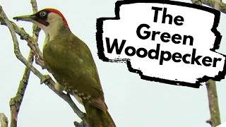 Green Woodpeckers in the UK - How and where to find them.