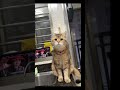 给我笑成大芬惹 猫猫：大脑终于亮堂了 怎么会有这么嗲的小猫咪呀 有镜头感的小猫