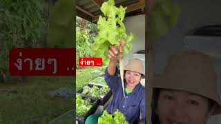 วิธีสังเกตุก่อนซื้อผักสลัด ขม ?หรือไม่ขม? ง่ายๆ #ผักไฮโดรโปนิกส์ #am farm#garden