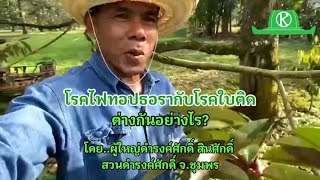 โรคไฟทอปธอรากับโรคใบติด ต่างกันอย่างไร? ผู้ใหญ่ดำรงค์ศักดิ์มีคำตอบ (เกร็ดความรู้สวนทุเรียน)