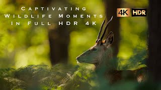 HDR 4K Incredible Moments With Wildlife