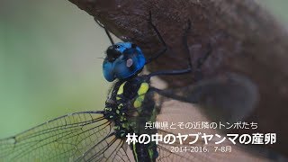 兵庫のトンボ－ヤブヤンマ