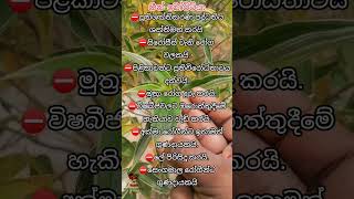 හීන් බෝවිටියා | #food