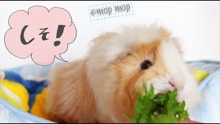 モルモットの食事風景！秒で消えゆく野菜たち　cute guineapig