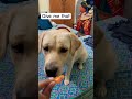 Dog shorts | Lucy be like :- What are you eating 😋😋😍#viral #viralshort #shorts #short