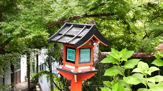 雨の日の風鈴 (鷺神社) 4K  /  Wind chime on a rainy day (Sagi Shrine)