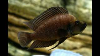 Altolamprologus by PISCES farm