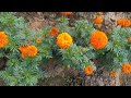 khirai flower valley of india cinematic safar