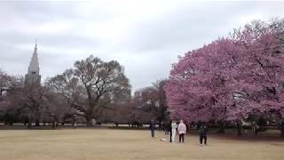 東京都 【新宿御苑の桜】＆風景　ソメイヨシノとヨウコウ（Ｈ30.3.23）