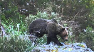 Asturias, Tierra de Osos. La vida de los osos a través de las cuatro estaciones