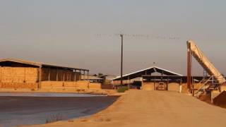 Martins Bros Dairy Farms -  California 2016