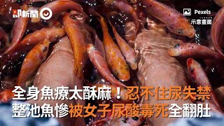 全身魚療太酥麻！忍不住尿失禁 整池魚慘被女子尿酸毒死全翻肚