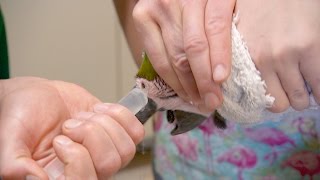 Dr. B Is Risking His Fingers To Give A Parrot A Sinus Rinse