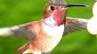 Slow Motion Hummingbirds 8 Casio EX-F1 upscaled to 720p +HD V08226