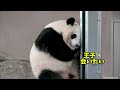 【パンダアイドル楓浜】大好きな王子飼育員はどこに行った？！思い出し泣きそう🐼