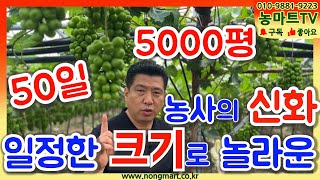 50일 동안 놀라운 농사의 변화#농마트 #친환경#변화 #farming#신화 #피프티 #논산시#유기농#아미노산#BBT #꽃게아미노#농사 #노하우 #좋아요#살충제 #샤인머스켓#장사