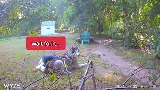 Girl Replaces Neighbors Husky With Stuffed Toy