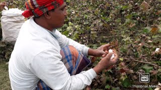 গ্রামের কৃষকরা কিভাবে তুলা সংগ্রহ করে একবার দেখে নিন আপনি ও অবাক হয়ে যাবেন। Take a look at how the