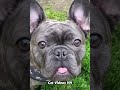 Cute Cats 😻 and Funniest Dogs 🐶 Funniest Animal Videos 2023 😂 #98